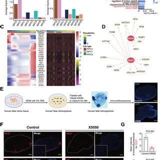 Characteristics Of Proliferation And Differentiation Of Rpc A