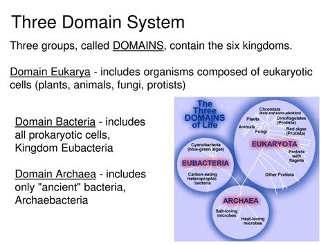 The Science Of Classifying Organisms Ppt Download