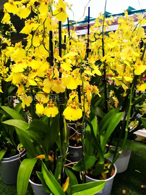 Фото онцидиум бородавчатый 45571 | Огородники