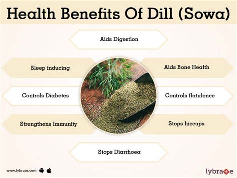 Dill Sowa Benefits And Its Side Effects Lybrate