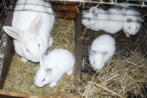 New Zealand White Rabbits 3 Weeks Old Hollys Latest Litter