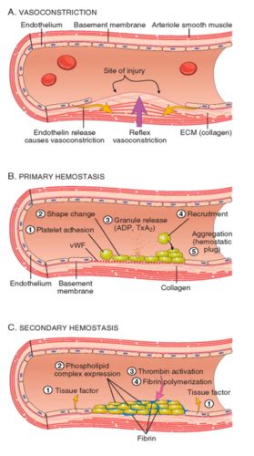 L05 Blood Coagulation Fibrinolysis Millar Flashcards Quizlet