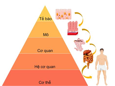 Hệ cơ quan là gì Các hệ cơ quan quan trọng trong cơ thể Nhà thuốc