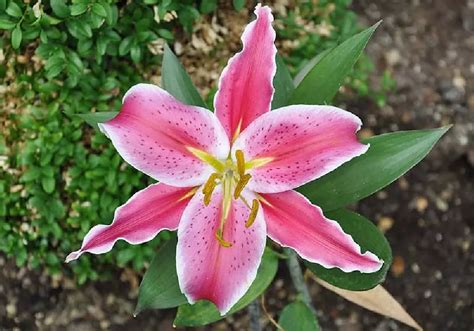 Stargazer Lilies For Sale Buying Growing Guide Trees