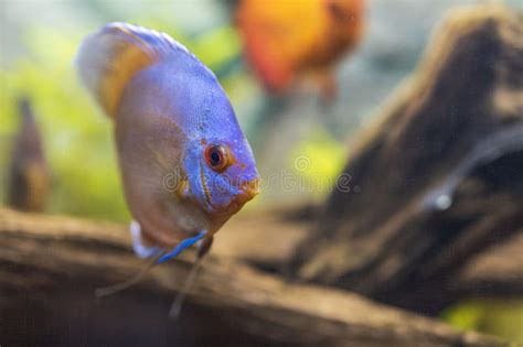 Beautiful View Of Blue Diamond Discus Fish Swimming In Aquarium Stock