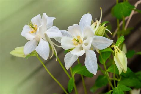 Aquilegia Songbird Dove Columbine