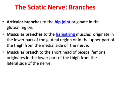 Sciatic Nerve Anatomy | PPT