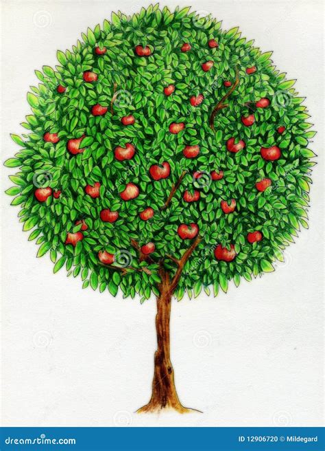 Apple tree drawing stock illustration. Illustration of wood - 12906720