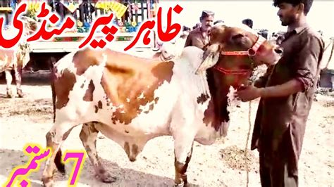 Today Zahir Pir Cow Mandi Fresh Video Qurbani Bachre Ablk Nukre Brahmn