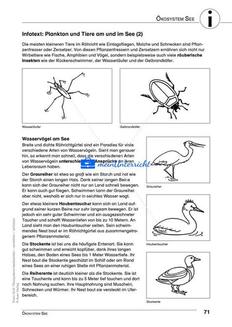 Kosystem See Meinunterricht