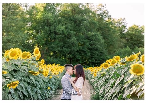 Manley And Lorie Toronto Whimsical Sunflower Field Engagement Ec3