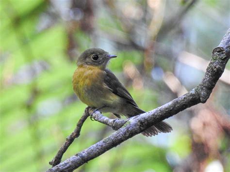 Foto Assanhadinho Myiobius Barbatus Por Joseane Derengoski Wiki