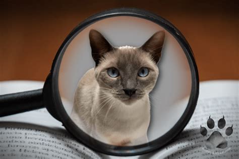 Best Siamese Cat Breeders - Your Guide to Choosing Right