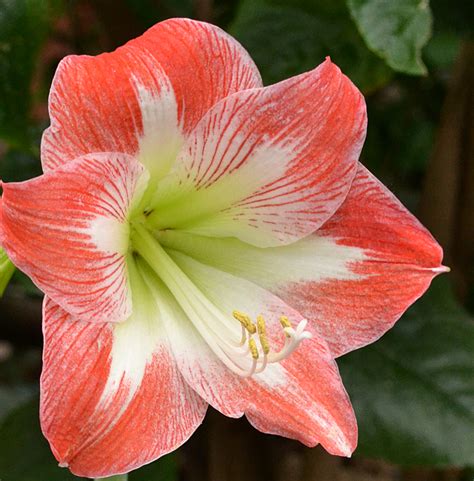 Amaryllis Flower Care After Flowering Best Flower Site