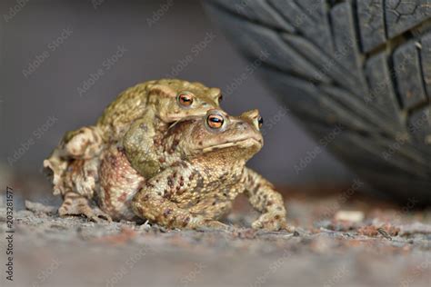 Bufo Bufo The Common Toad European Toad Or In Anglophone Parts Of