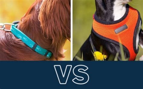 Dog Collar Vs Harness - What To Get? - WAF