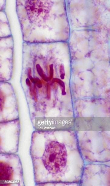 116 Onion Root Tip Mitosis Stock Photos High Res Pictures And Images