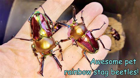 Amazing Rainbows Stag Beetles A Lot Of Beetles Emerges YouTube