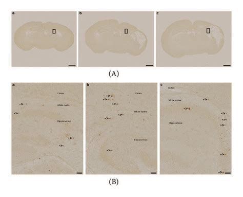 Caspase-3-Mediated Apoptosis. Representative images of activated ...