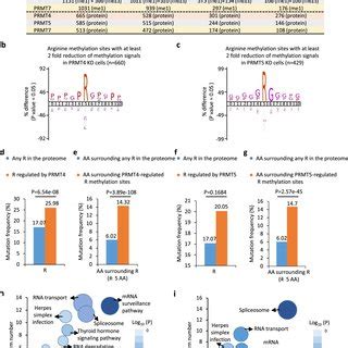 Proteome Wide Profiling Of Arginine Methylation Regulated By Prmt A B