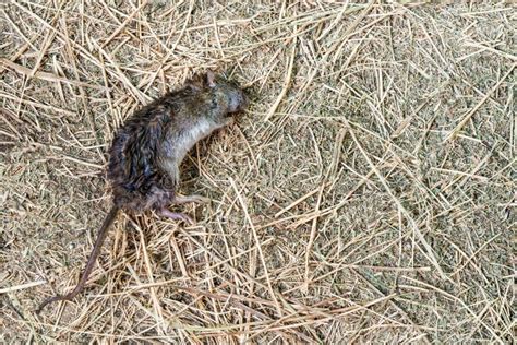 El Rat N Muerto Est Tirado Sobre El Pasto Seco Lucha Contra Los