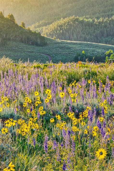 Crested Butte Wildflowers - William Horton Photography