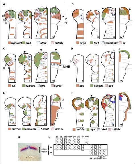 Figure From Gene Expression Mapping Of The Neuroectoderm Across Phyla