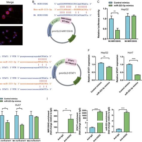 PD L1 And LPS Were Upregulated In HCC With Cirrhosis A The Expression