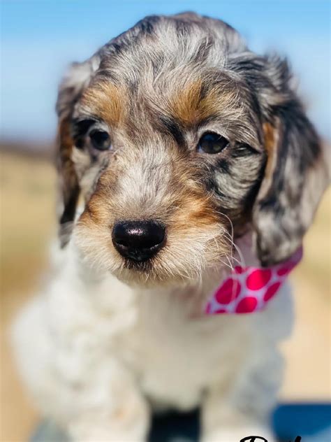 Nina Blonde Cockapoo Girl Cockapoo Puppies Platinum Goldendoodles