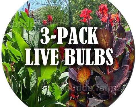 Canna Lily Bulbs Dark Red Purple Musifolia Large Tropical Plant W Red