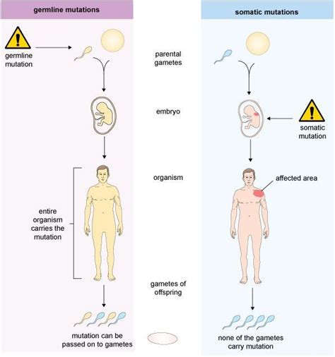 Germline and somatic cell mutations | Somatic mutation, Somatic cell, Mutation