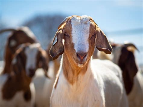 Meat Goats At The Sheep Barn At OSU Kitchensink