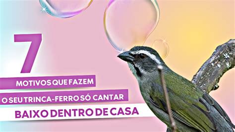 7 MOTIVOS QUE FAZEM O SEU TRINCA FERRO SÓ CANTAR BAIXO DENTRO DE CASA