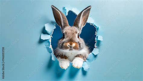 Bunny Peeking Out Of A Hole In Blue Wall Fluffy Eared Bunny Easter