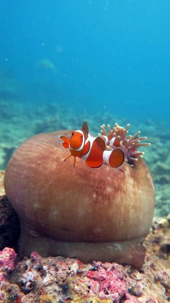 Página 2 Fotos Anemonefish 3 000 fotos de arquivo grátis de alta