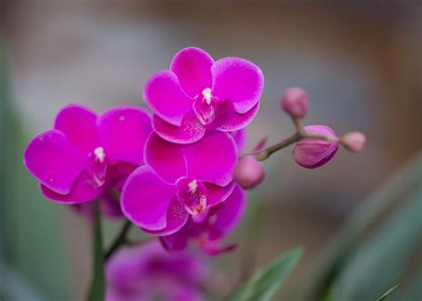 Flores Rosadas Orquídeas Foto gratis en Pixabay Pixabay