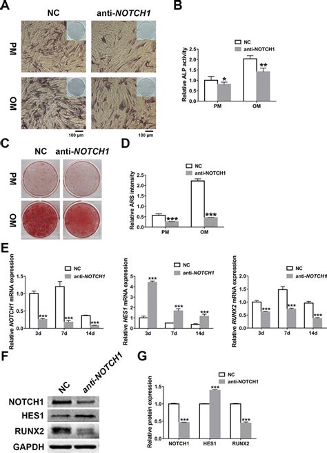 NOTCH1 Knockdown Impairs Osteogenesis By Inducing HES1 A B ALP