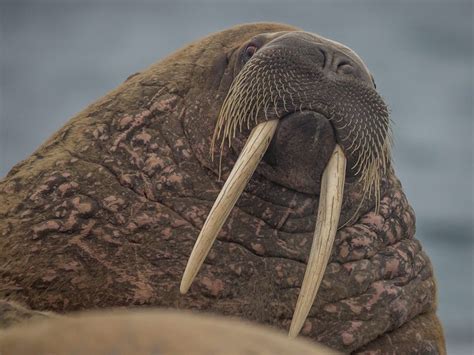 How Many Teeth Does A Walrus Have Teethwalls