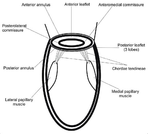 Mitral valve annulus leaflets and subvalvular apparatus | Download Scientific Diagram