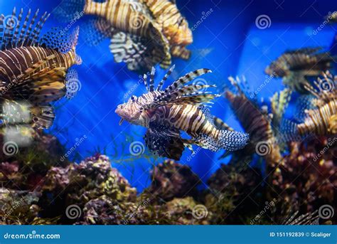 Aquarium With Beautiful Lionfish Stock Image Image Of Fish Travel