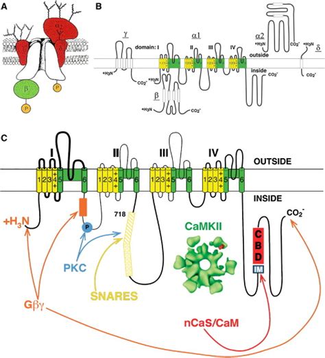 Calcium Channel Regulation And Presynaptic Plasticity Neuron