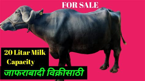 20 लिटर दुध देणारी जाफराबादी म्हैस विक्रीसाठी Jafrabadi Buffalo For Sale Maharashtra