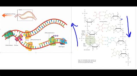 snip DNA replikation på 2 min YouTube