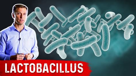 The Benefits Of Lactobacillus A Friendly Microbe YouTube