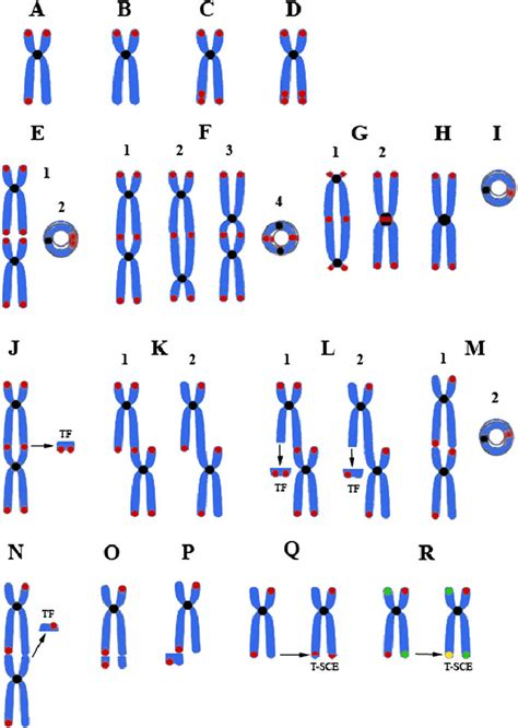 Centromere Telomere