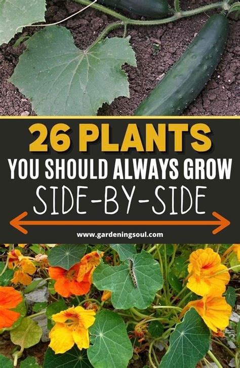 9 Companion Plants To Grow With Cucumbers Artofit