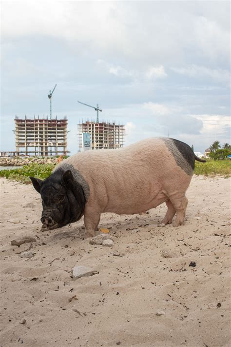 Pig Beach on Behance