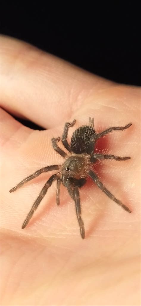 Tliltocatl Brachypelma Albopilosum Nicaragua L L Skakun Pl