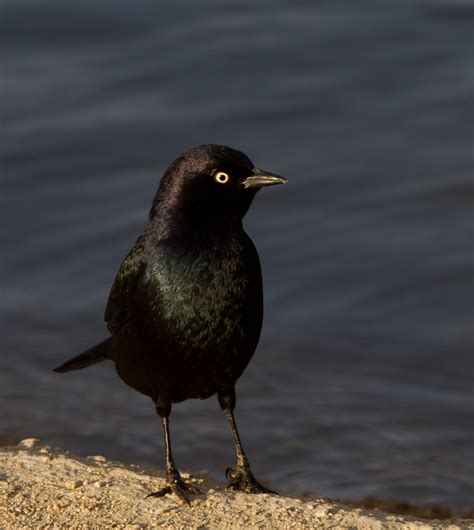 Bill Hubick Photography Brewer S Blackbird Euphagus Cyanocephalus