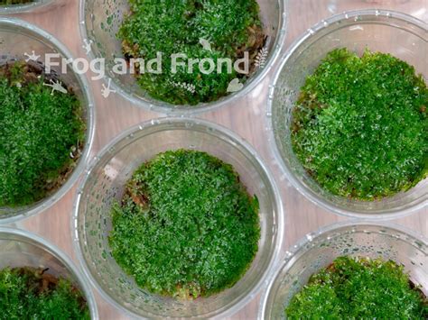 Live Liverwort #1 | Frog and Frond